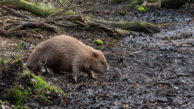 A beaver stepping into a marshy area, with backdrop of tangled vegetation.